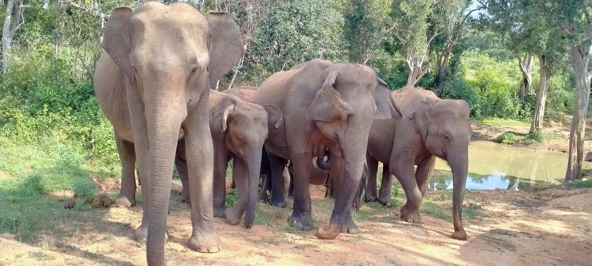 Share Safari Family Bungalow Udawalawe Exteriör bild
